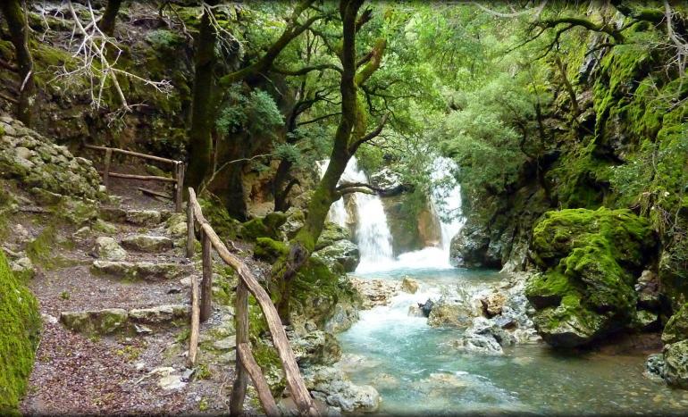 Rouvas forest