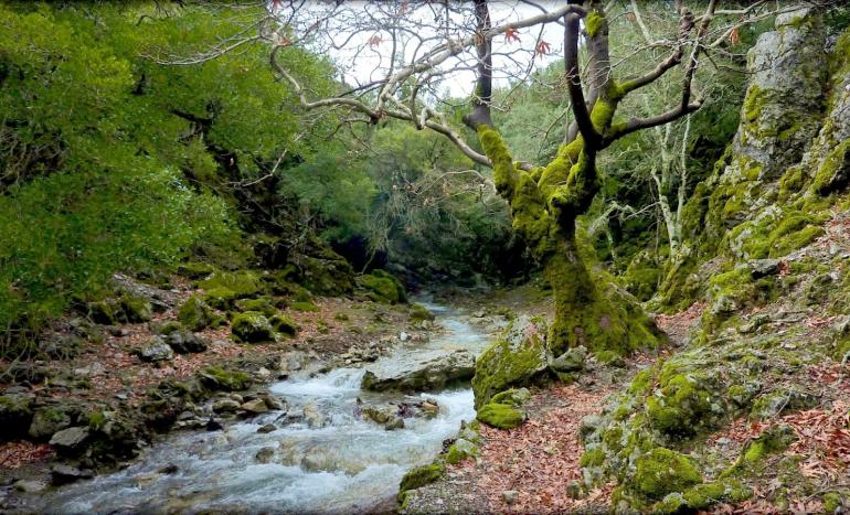 Rouvas forest