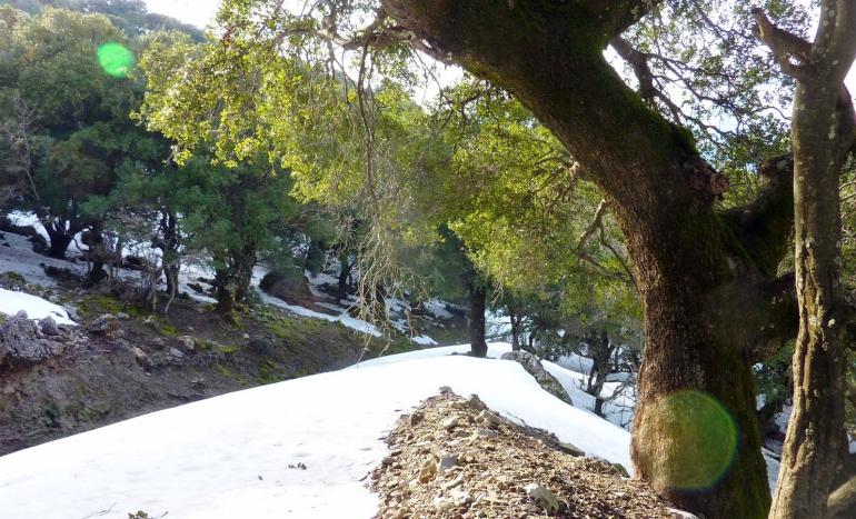 Rouvas forest